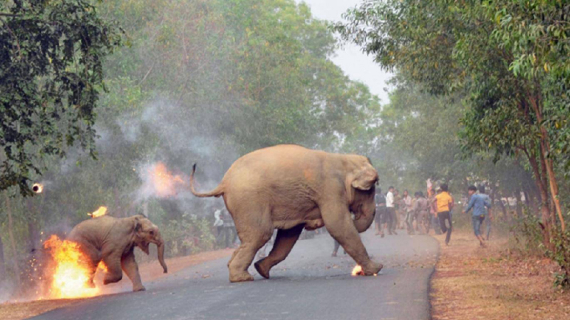 Η φωτογραφία μικρού ελέφαντα που καίγεται από ανθρώπινη επίθεση, κερδίζει διεθνές βραβείο