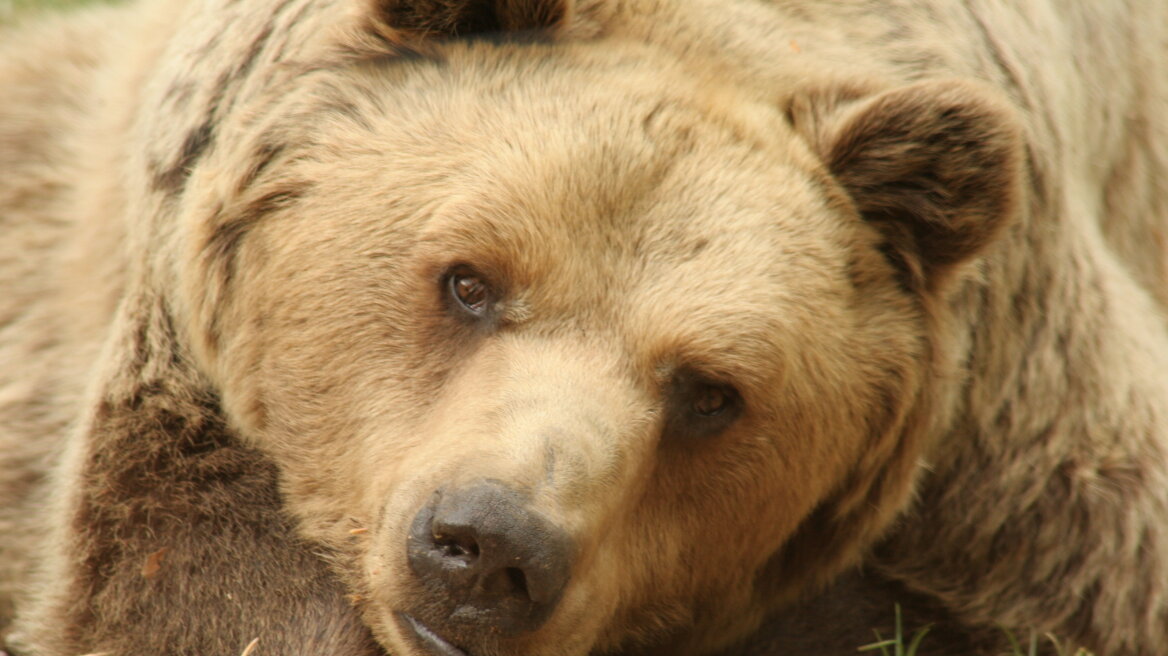 Στα 29 του χρόνια πέθανε ο «Μήτσος ο δραπέτης», η διάσημη αρκούδα του Αρκτούρου