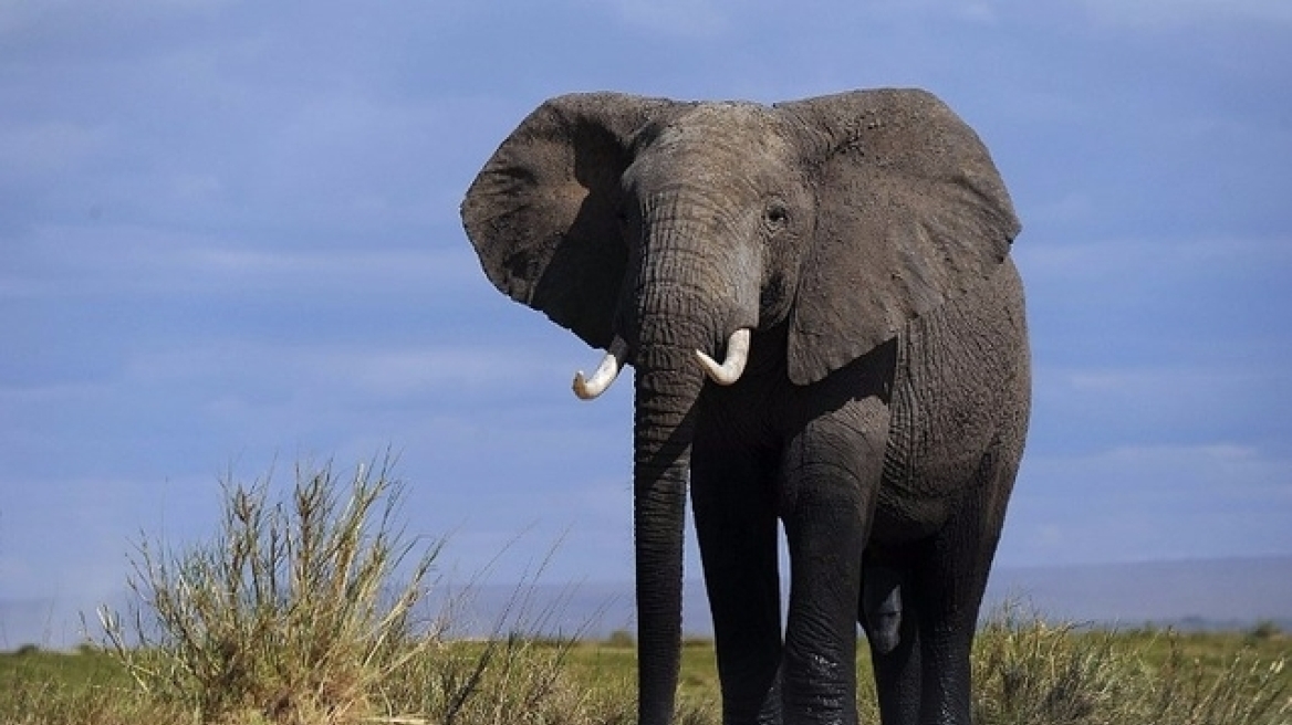 Ελέφαντας σκότωσε δύο Ευρωπαίους τουρίστες στην Ζάμπια 