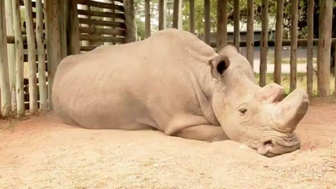 Βίντεο: Ο Sudan είναι ο τελευταίος αρσενικός λευκός ρινόκερος του πλανήτη