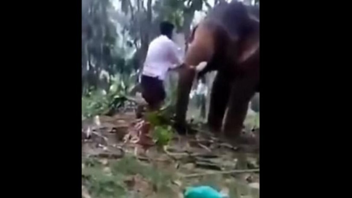 Elephant throws boy in air! (video)