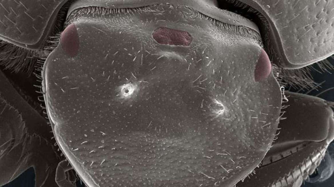 Φωτογραφία: Επιστήμονες δημιούργησαν σκαθάρι με... τρίτο μάτι 