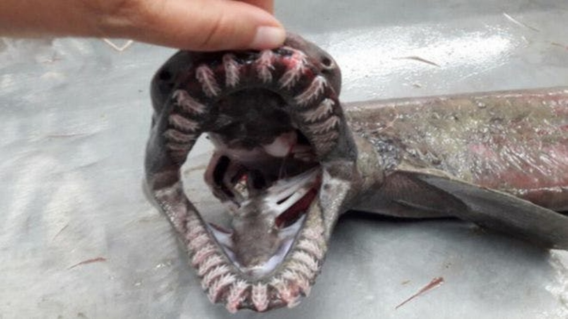 Dinosaur-Age Shark with 300 “Frilled” teeth caught in Deep Sea!