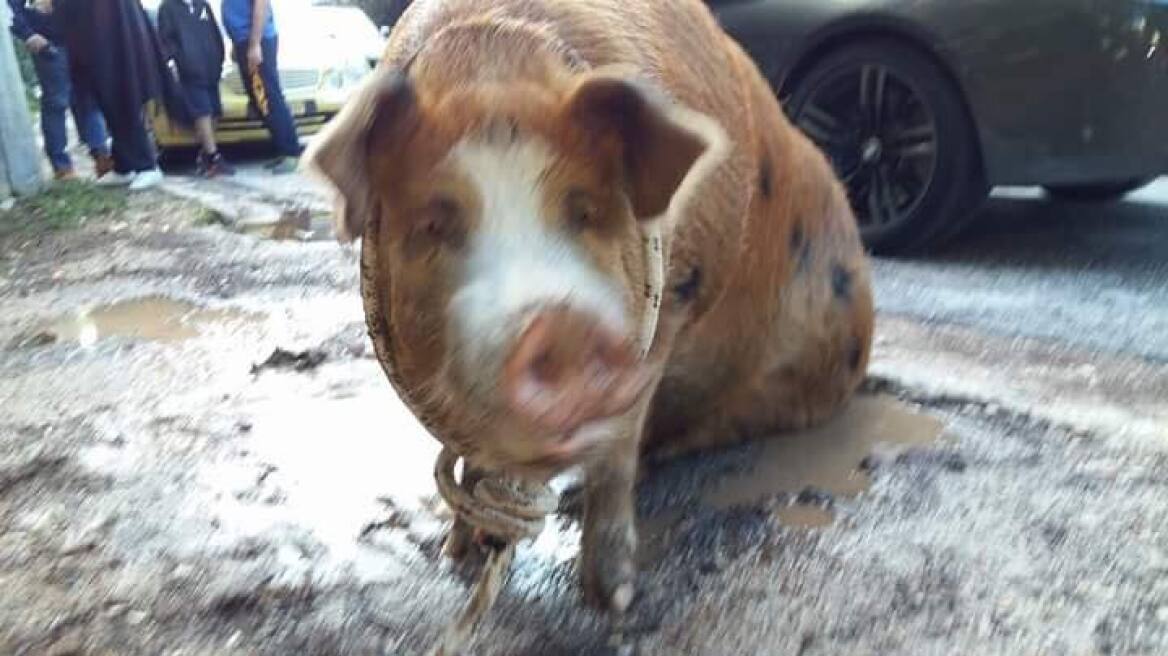 Απίστευτο: Ένα... γουρούνι «έκοβε βόλτες» στην Πολιτεία - Δείτε φωτογραφίες και βίντεο