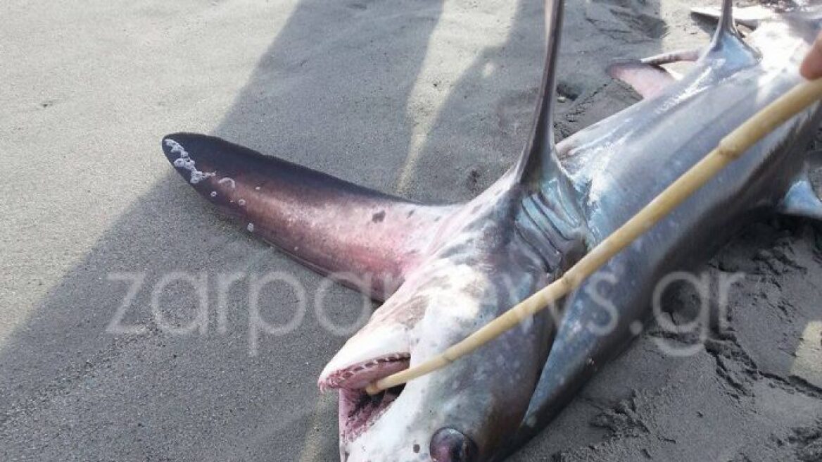 Κρήτη: Καρχαρίας 3 μέτρα «βγήκε» στην παραλία