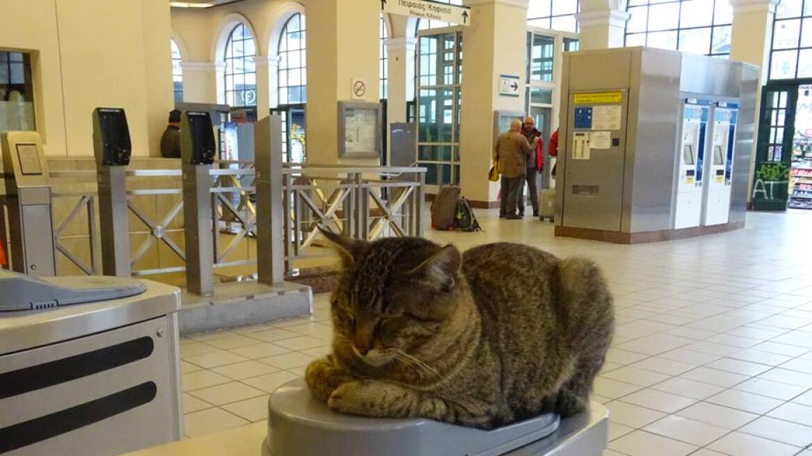 Viral στα social media ο γάτος στις μπάρες του Μετρό στο Μοναστηράκι