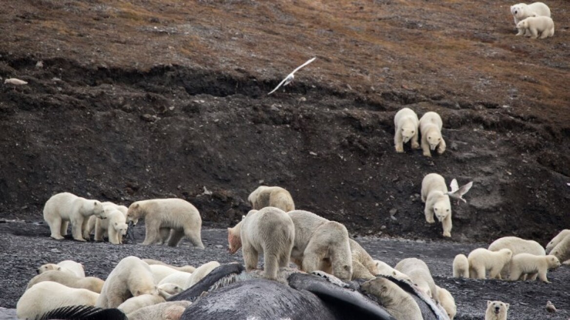 Η μοναδική στιγμή της φύσης: 200 πολικές αρκούδες τρέφονται από το κουφάρι μίας φάλαινας