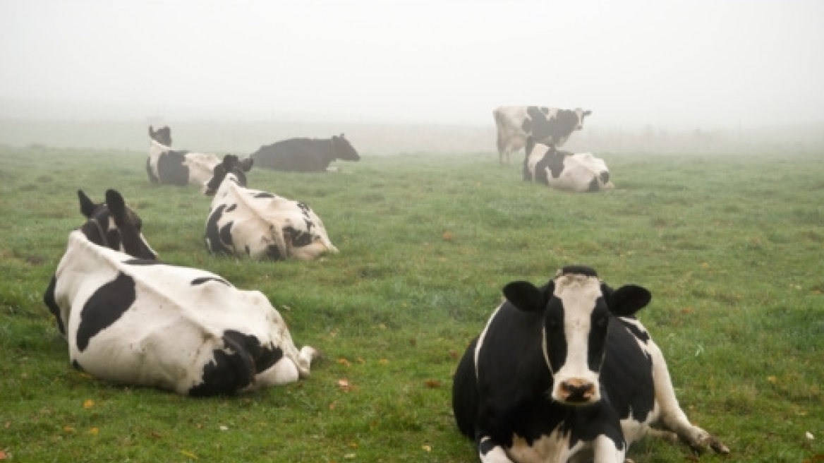 Σουρεάλ τροχαίο στις ΗΠΑ: «Έβρεξε» αγελάδες μετά από ανατροπή φορτηγού
