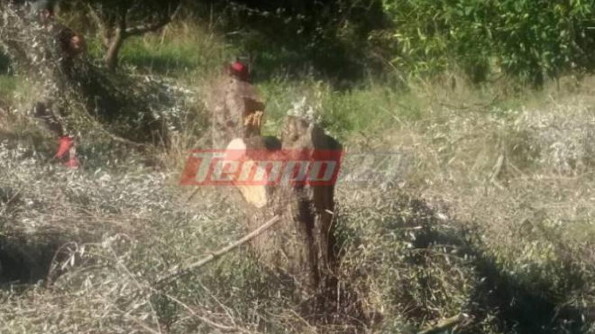 Απίστευτο περιστατικό σε χωριό της Αχαΐας: Πήγαν να μαζέψουν τις ελιές και έλειπαν τα δέντρα!