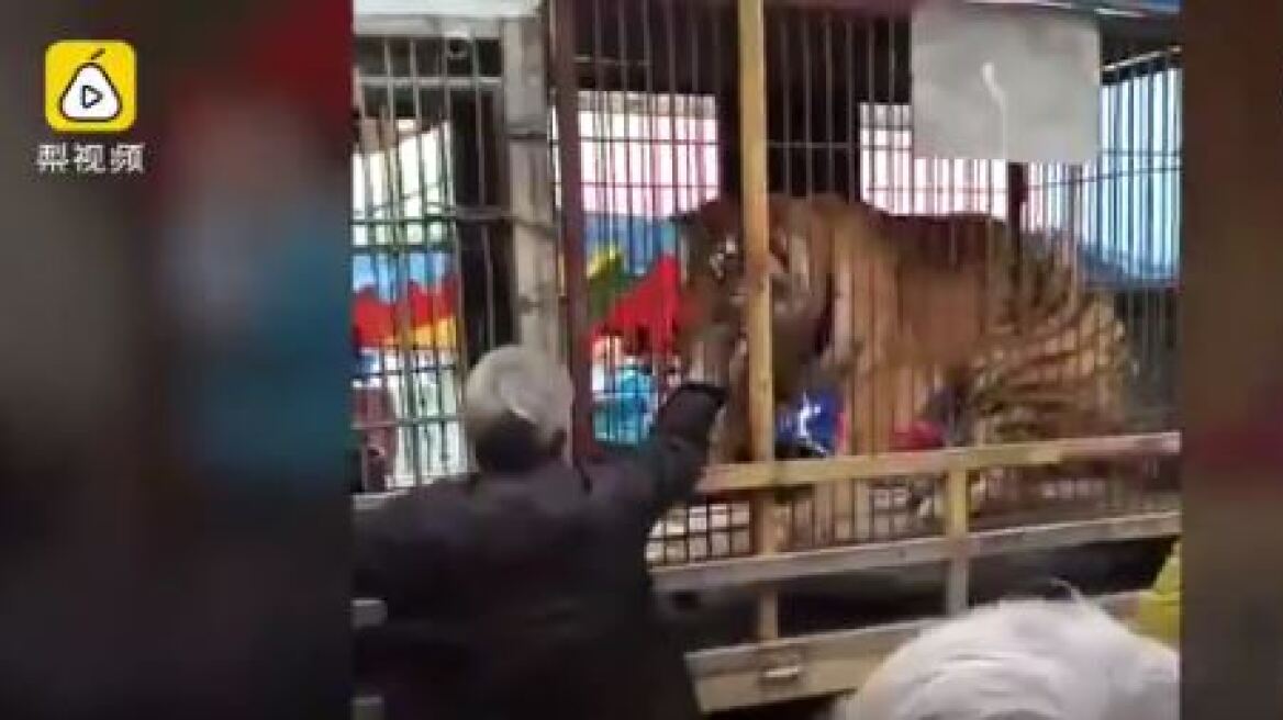 Σοκαριστικό βίντεο: Τίγρης δαγκώνει το χέρι ηλικιωμένου που την ταΐζει
