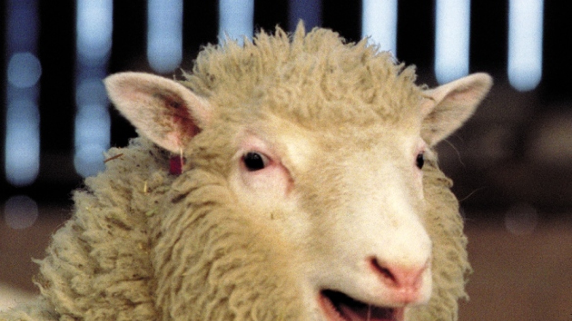 Τελικά η Ντόλι, το πρόβατο, δεν είχε πρόωρη αρθρίτιδα εξαιτίας της κλωνοποίησης 