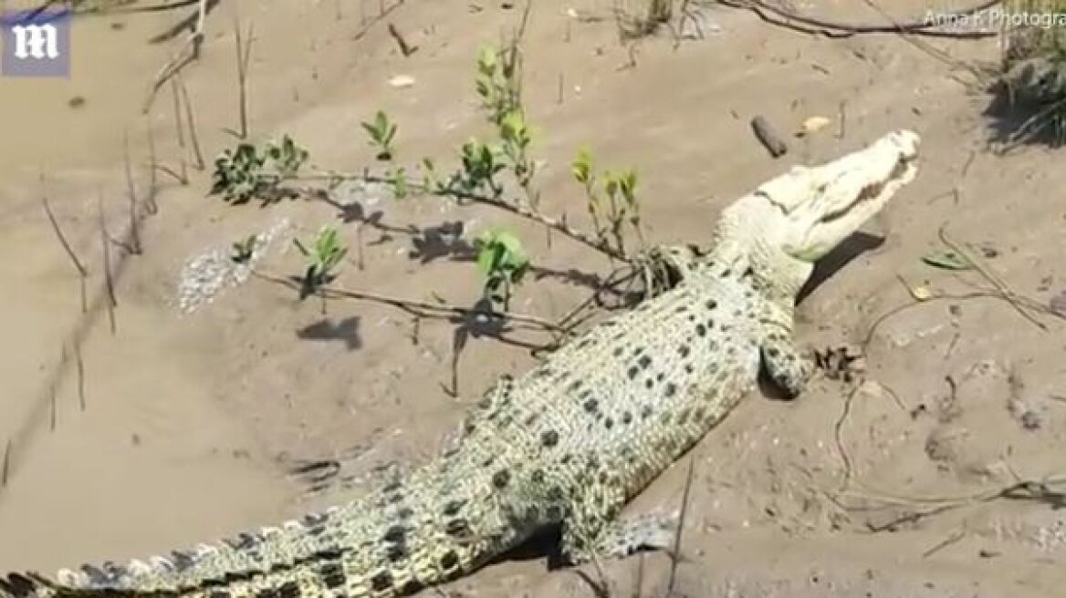 Βίντεο: Σπάνιος λευκός κροκόδειλος σε ποταμό της Βόρειας Αυστραλίας