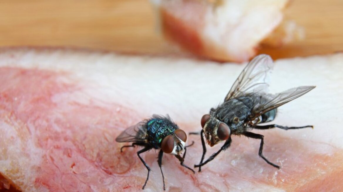 Ο αηδιαστικός λόγος που δεν πρέπει να φάτε κάτι στο οποίο έχει «καθίσει» μύγα