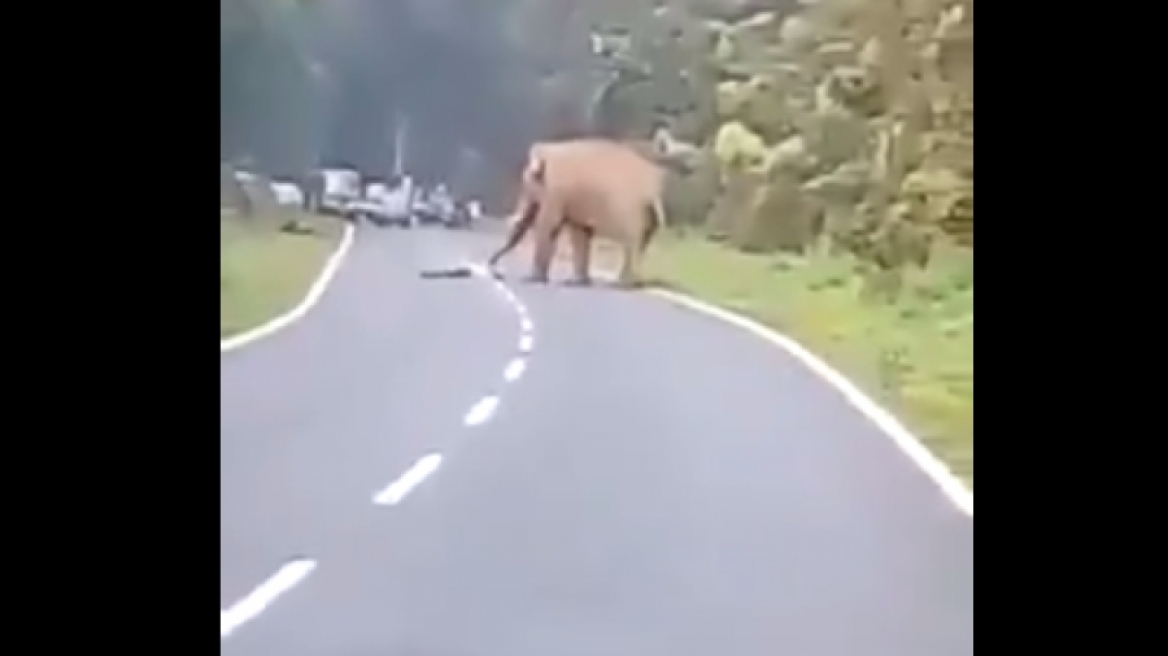 Βίντεο-σοκ: Ελέφαντας σκοτώνει άνθρωπο που προσπάθησε να τον τραβήξει φωτογραφία!