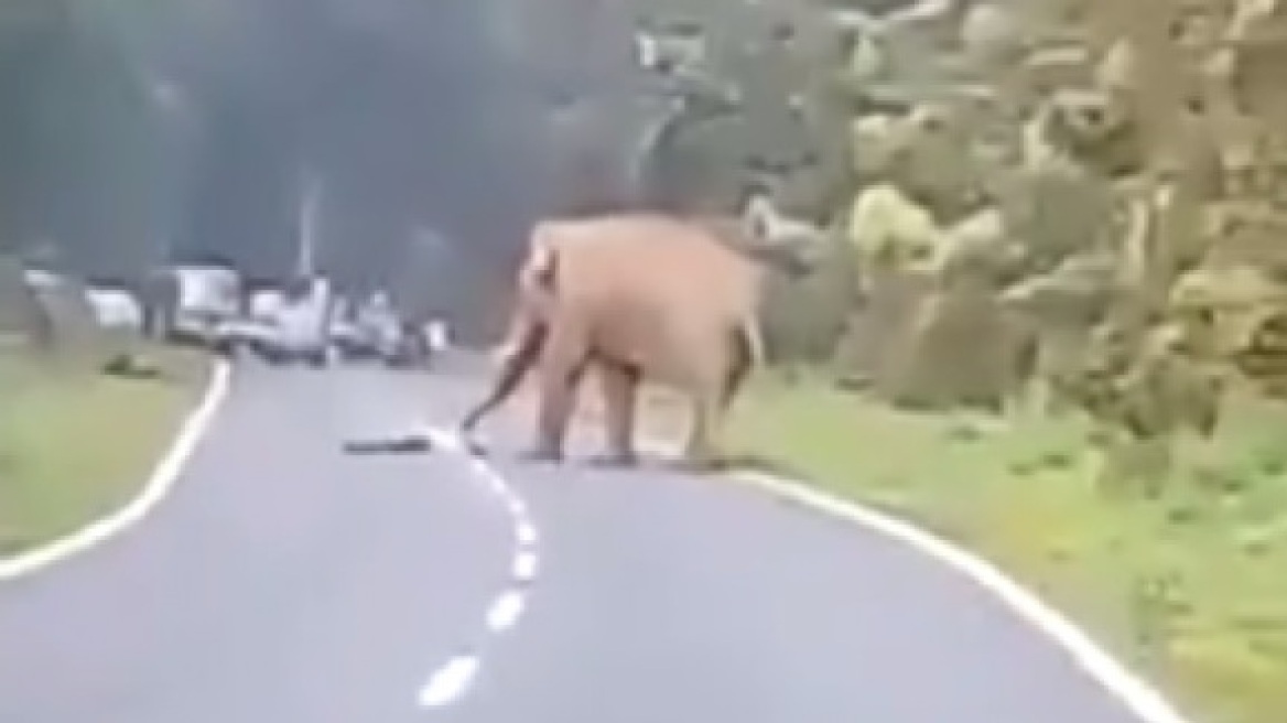 Elephant tramples man to death! (warning: graphic video!)