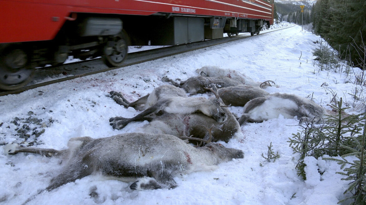 Μακελειό στη Νορβηγία: Πάνω από 100 τάρανδοι σκοτώθηκαν σε μία βδομάδα από τρένα