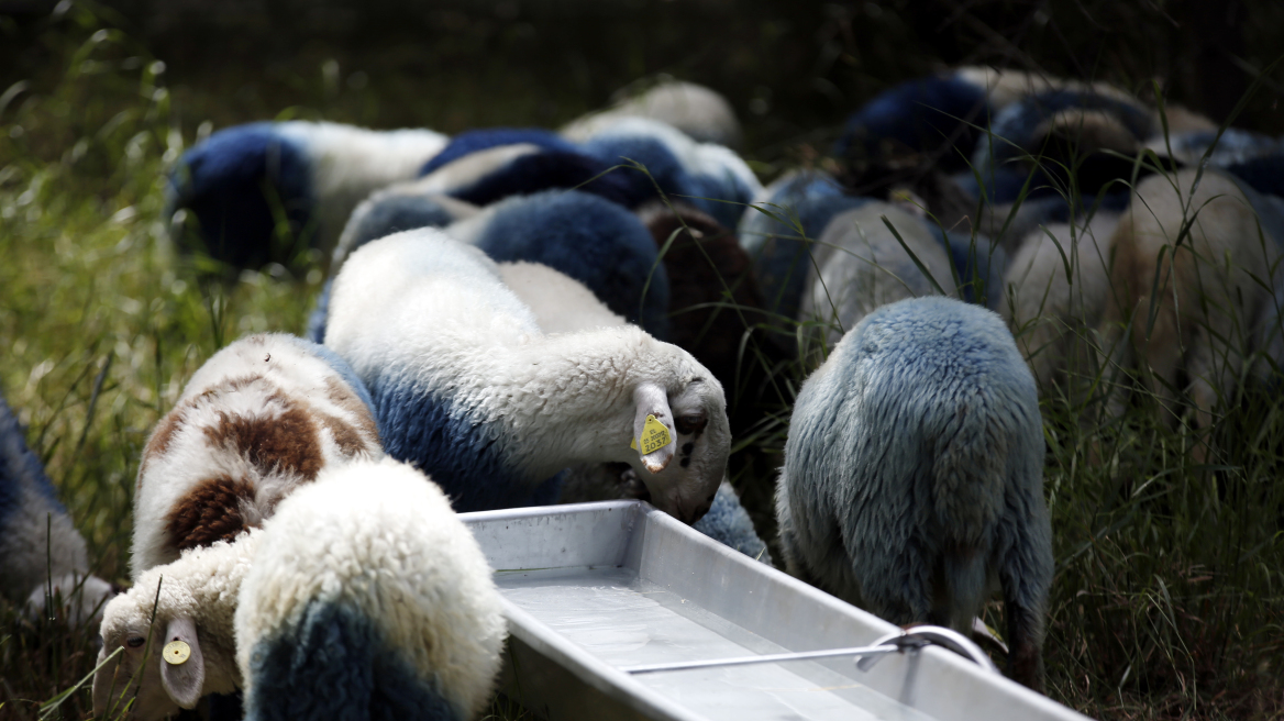 Ηράκλειο: Άγνωστοι σκότωσαν 150 πρόβατα και τα σκυλιά που τα φύλαγαν!