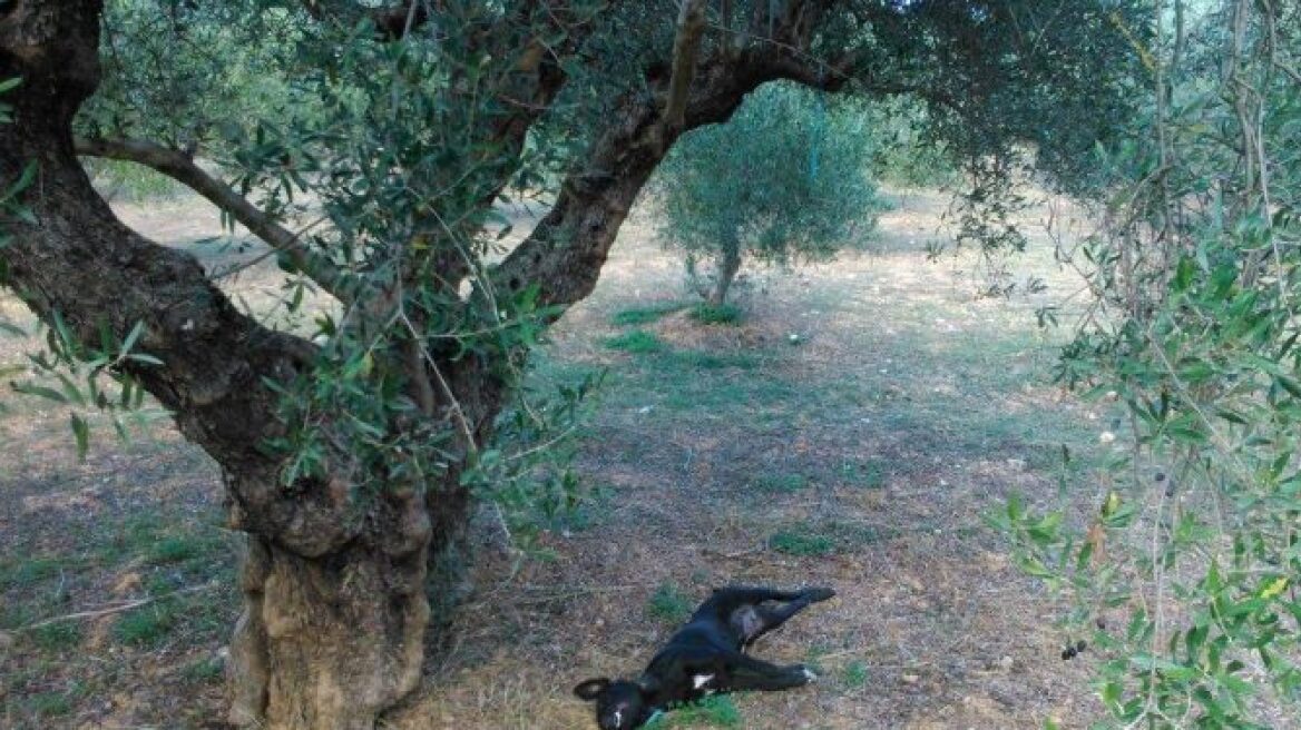 Νέα κτηνωδία στην Κρήτη: Κρέμασαν σκυλί από δέντρο