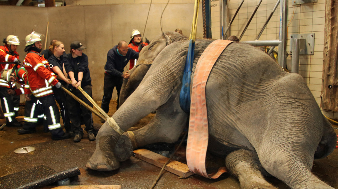Εντυπωσιακή επιχείρηση διάσωσης ελεφαντίνας στον ζωολογικό κήπο της Καρλσρούης