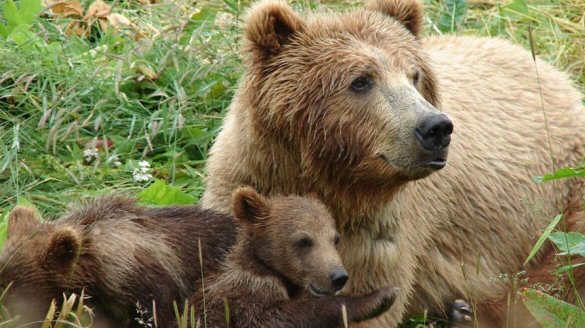 Αρκτούρος: Με σφαίρες για αγριογούρουνο σκότωσαν την αρκούδα στη Δροσοπηγή