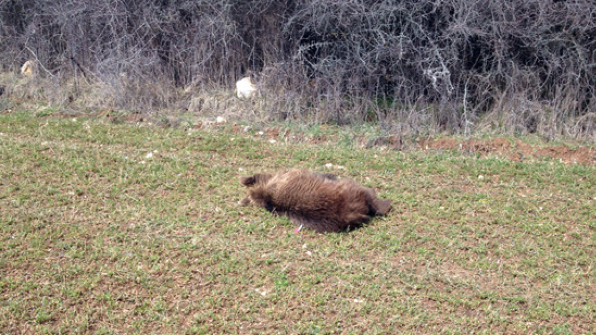Αρκούδα εντοπίστηκε νεκρή στην παλιά εθνική Ιωαννίνων - Κοζάνης
