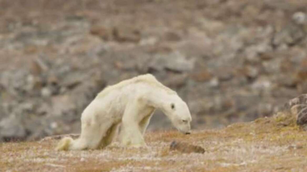 Οι συνέπειες της κλιματικής αλλαγής: Πολική αρκούδα βαδίζει προς τον θάνατο 
