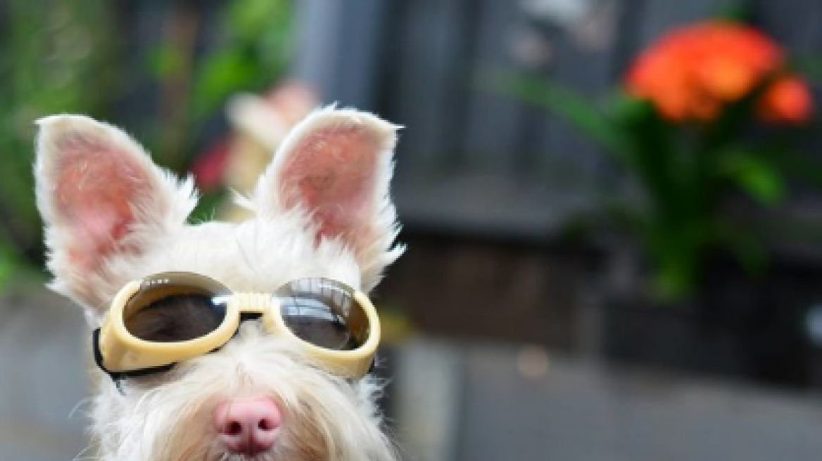 Σκύλος με αλφισμό αναγκάζεται να φοράει γυαλιά ηλίου 