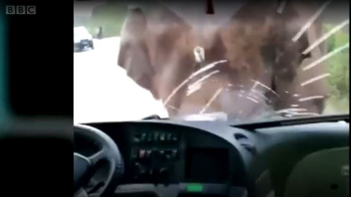 Βίντεο: Οδηγός λεωφορείου καταγράφει την επίθεση που δέχθηκε από ελέφαντα