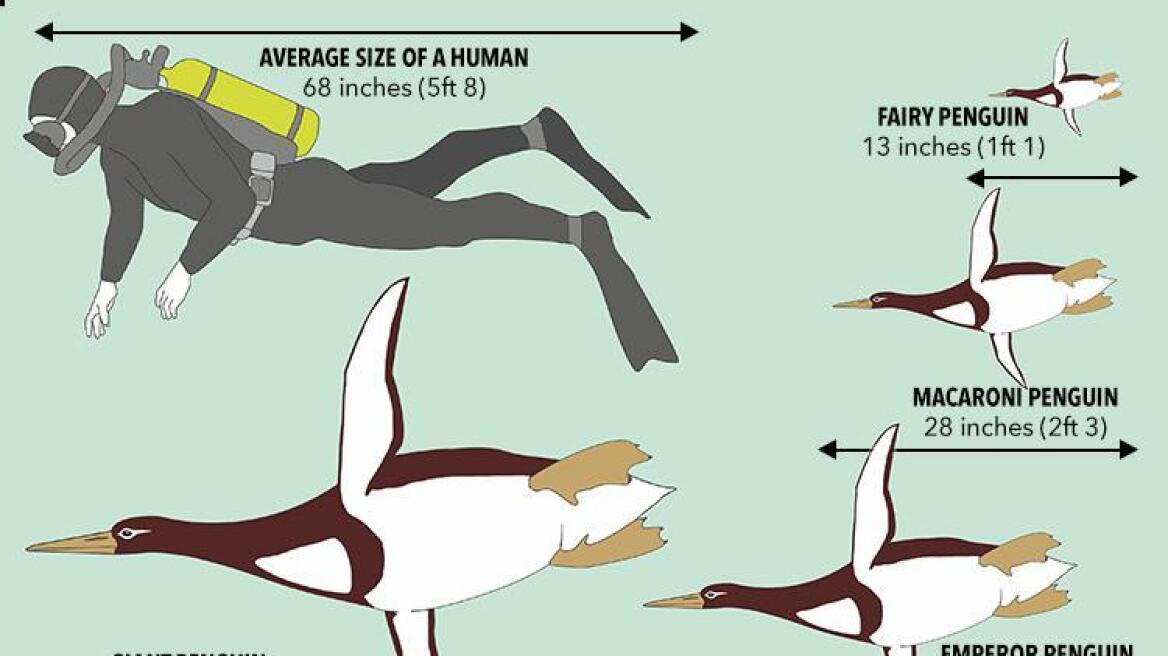 Βρέθηκαν οστά προϊστορικού πιγκουίνου που είχε ύψος όσο ένας άνθρωπος