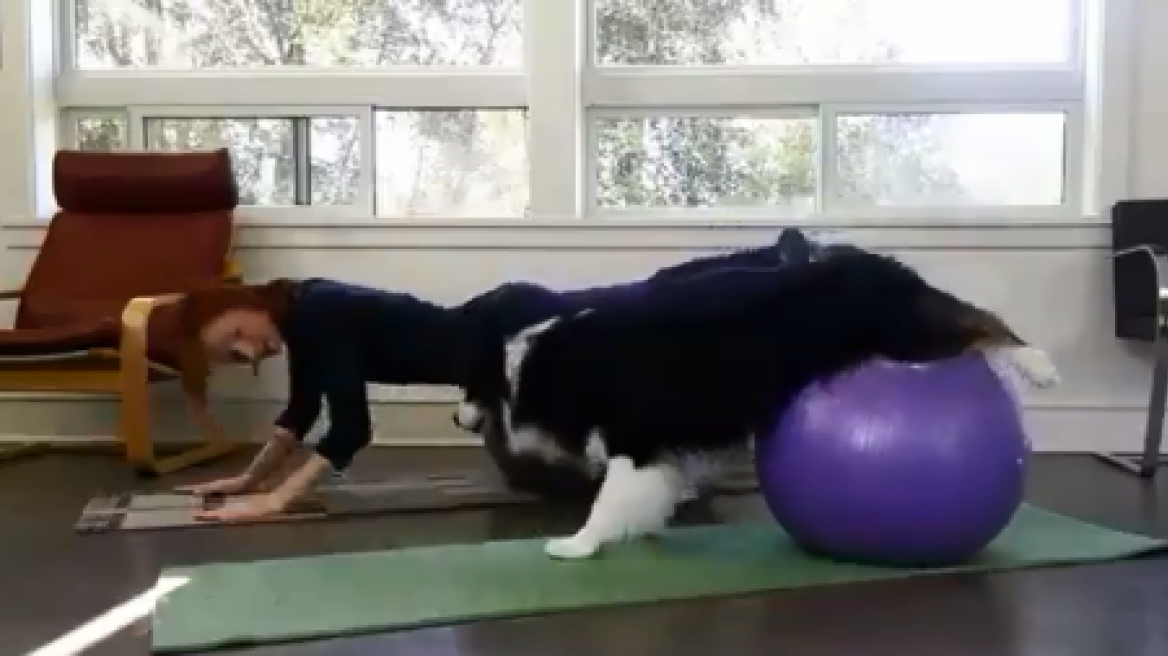 Adorable dog doing its yoga exercises! (HILARIOUS VIDEO)