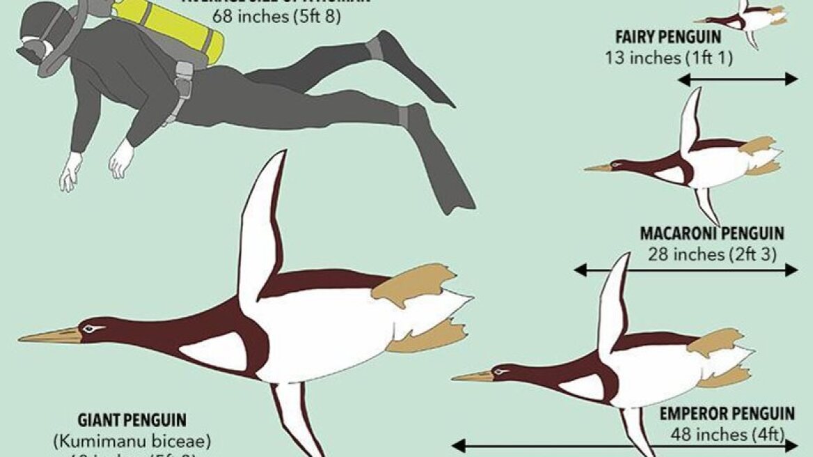 Bones of human-sized penguin found in New Zealand