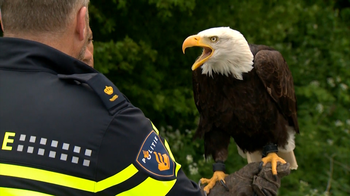 Ολλανδία: Απολύθηκαν από την αστυνομία αετοί και αρουραίοι που δεν ανταποκρίνονταν στα... καθήκοντά τους