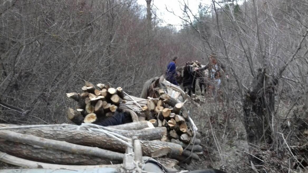 Καστοριά:Φόρτωσαν πέντε άλογα με παράνομα υλοτομημένη ξυλεία	