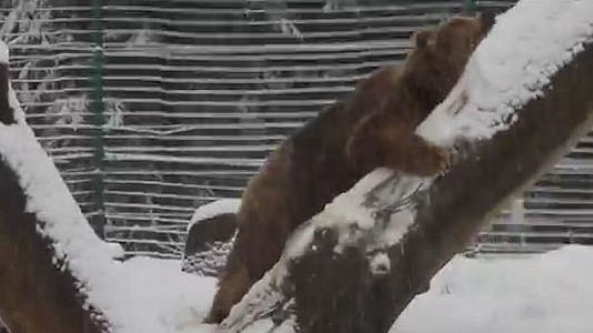 Συγκινητικό βίντεο: Αρκουδίτσα παίζει ελεύθερη στο χιόνι μετά από 20 χρόνια κλεισμένη σε κλουβί