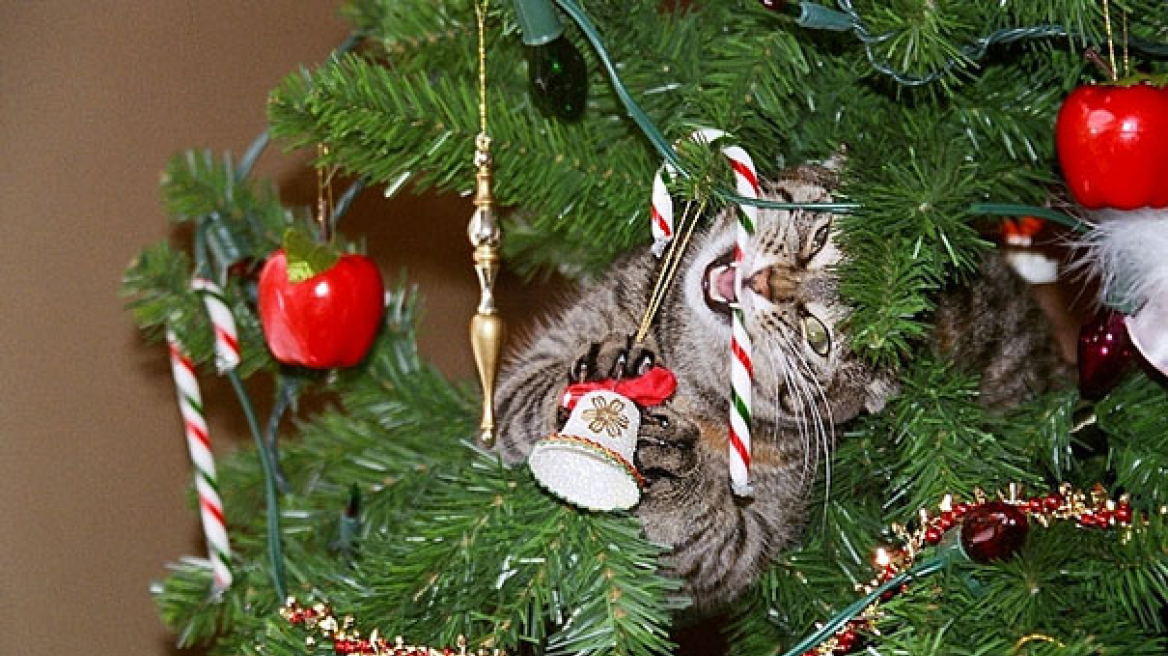 Μοναδικές φωτογραφίες: Όταν οι γάτες και οι σκύλοι καταστρέφουν τα Χριστούγεννά μας