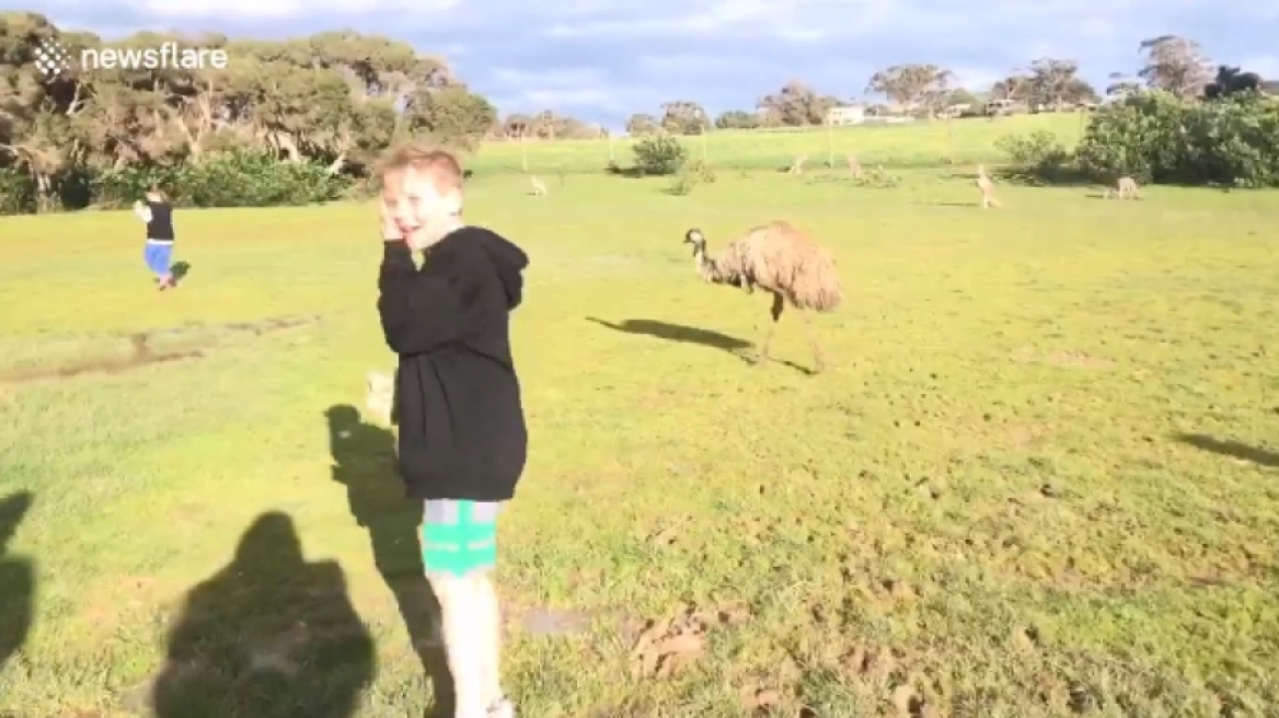 Απίστευτο βίντεο: Καγκουρό ρίχνει γροθιά σε μικρό αγόρι
