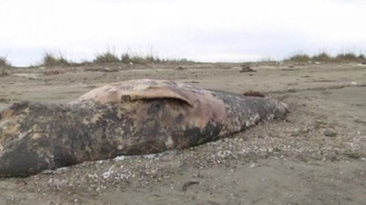 Βίντεο: Σπάνια φάλαινα έξι μέτρων ξεβράστηκε σε ακτή στην Αλεξανδρούπολη