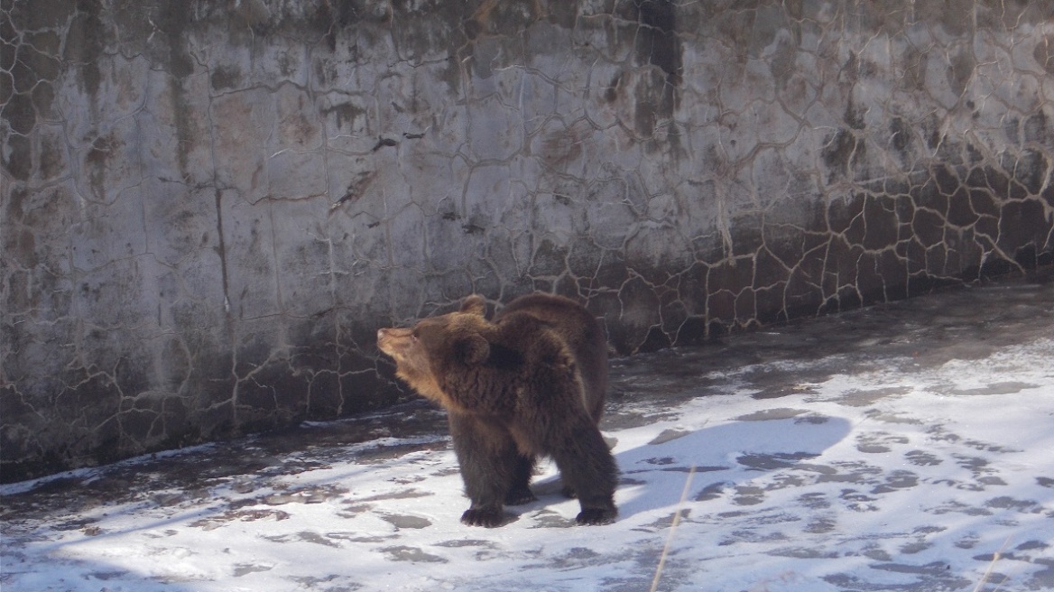 Απελευθέρωσαν αρκουδίτσα που είχε παγιδευτεί για μέρες σε άδεια δεξαμενή