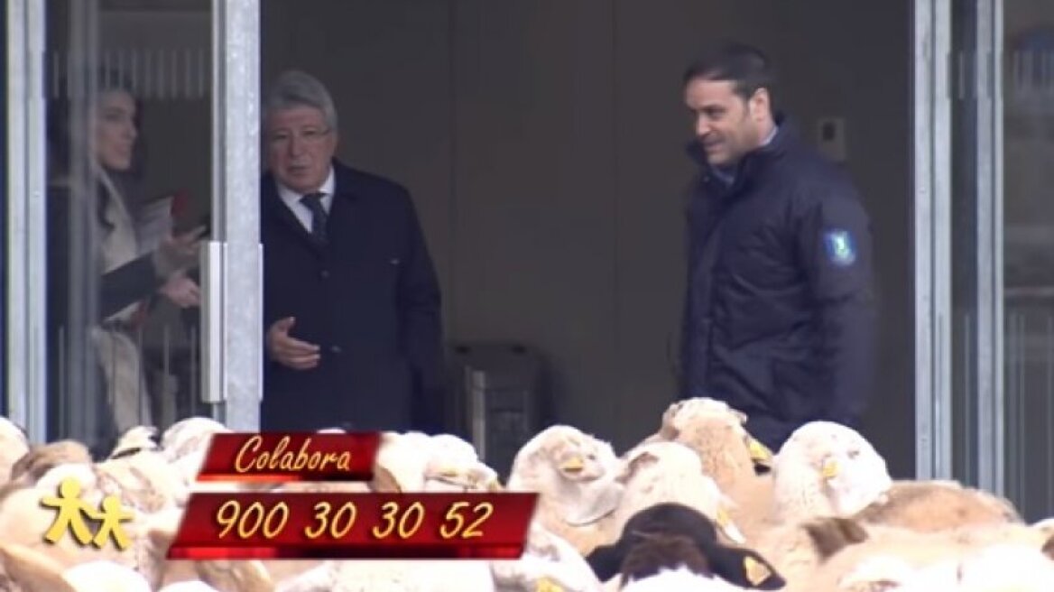 Βίντεο: Πρόβατα έτοιμα για βοσκή στο γήπεδο της Ατλέτικο!
