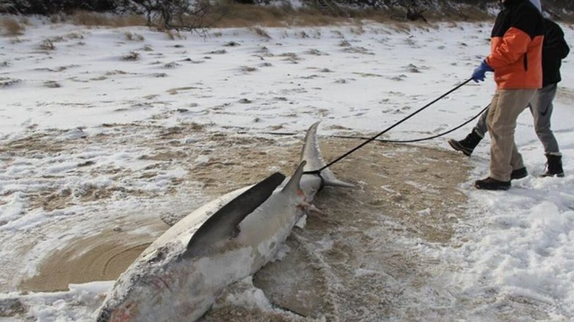 Sharks literally freeze to death in sub-zero temperatures! (photos)