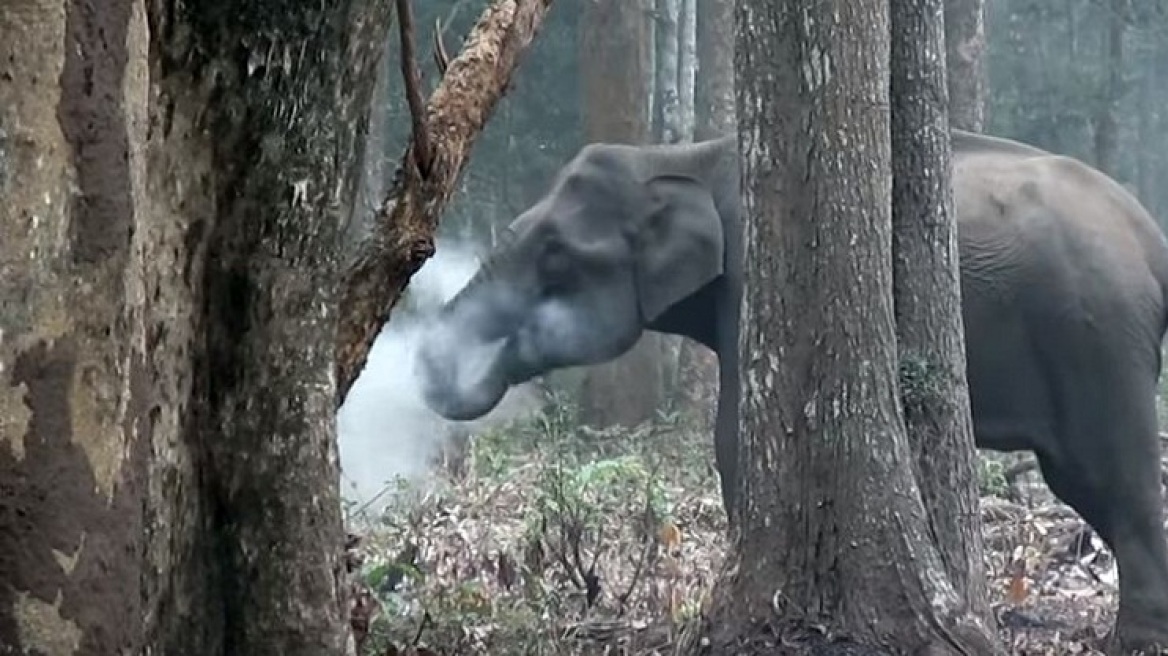 smoking_elephant