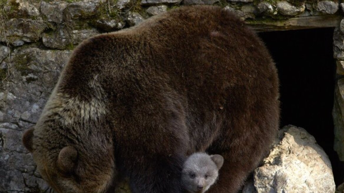 bear-cub