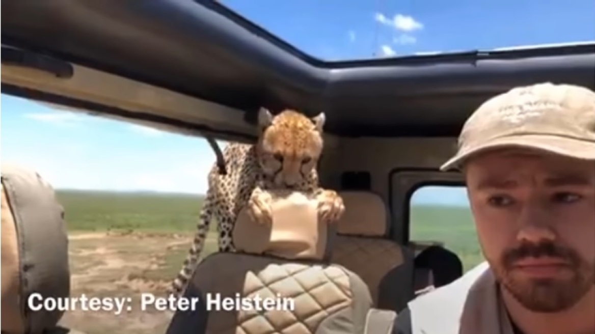 cheetah_video