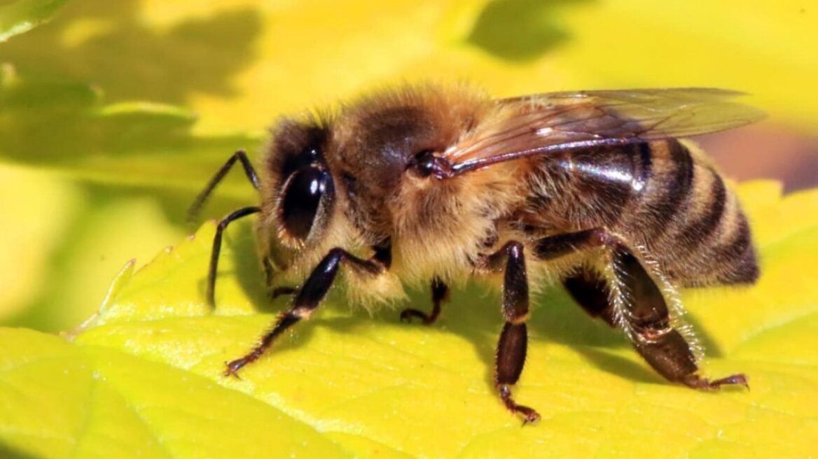 bee