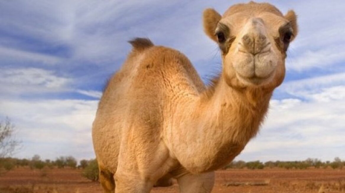 camel_009