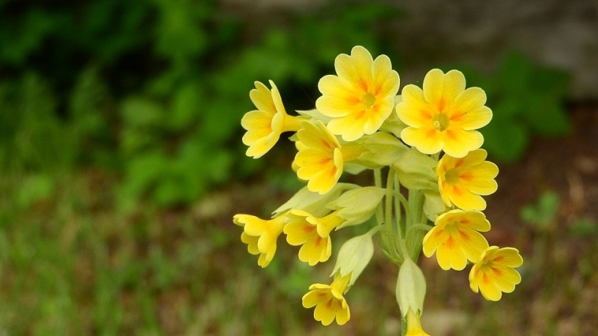 primula_veris