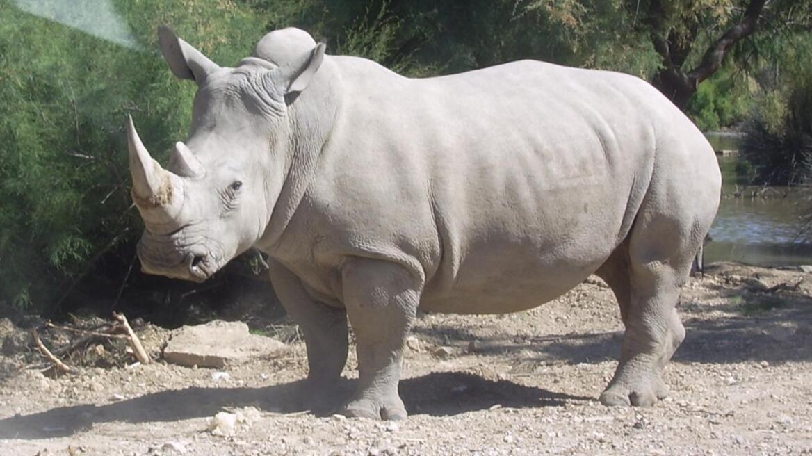 Rhinoceros_blanc