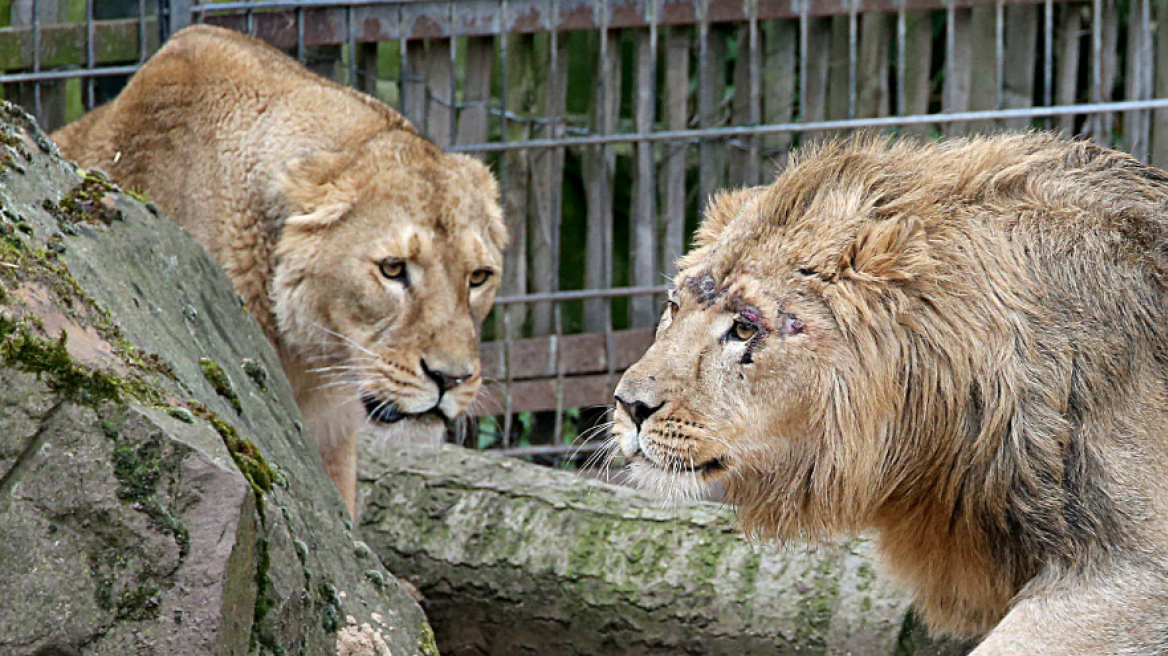 lions_german_zoo1_jpg
