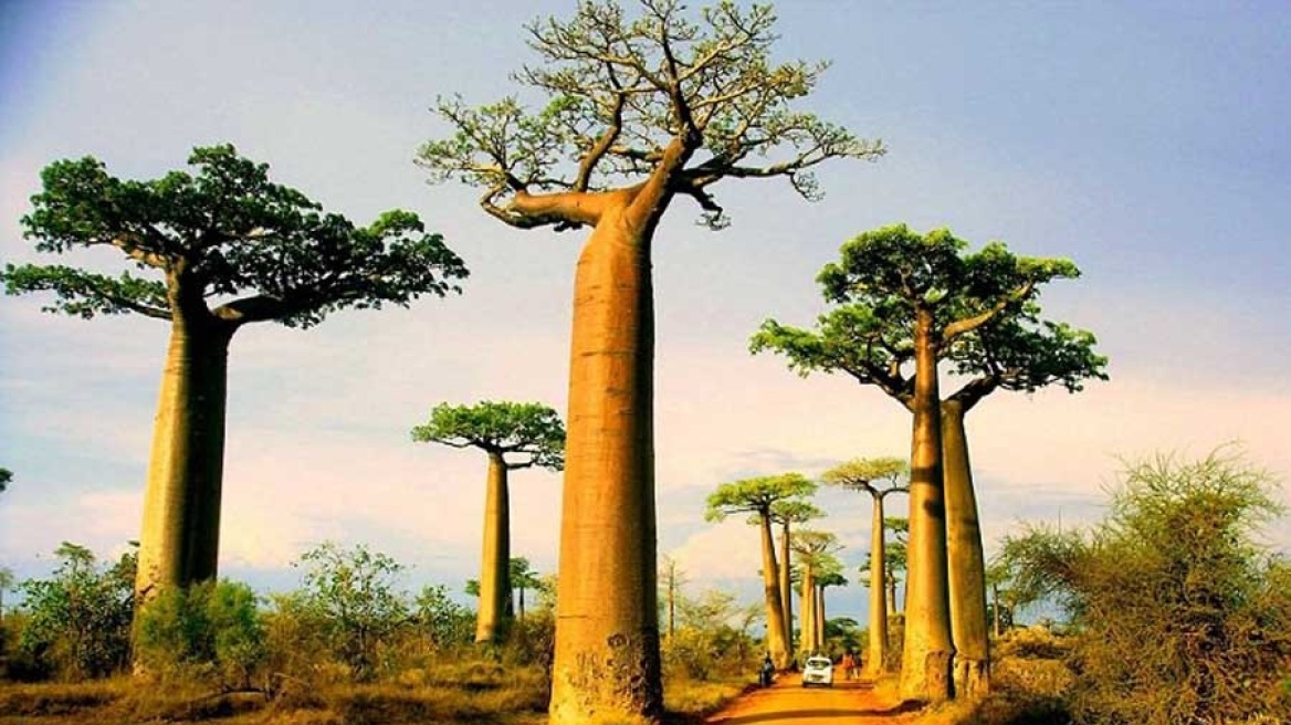 4_baobab-tree_mini