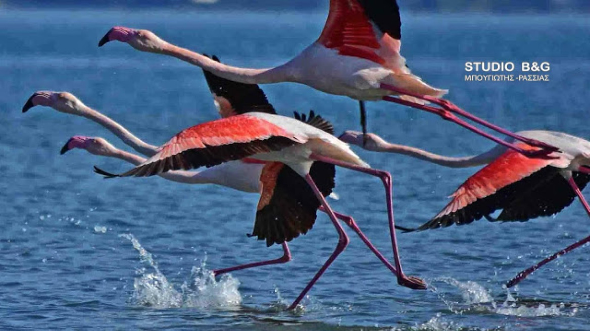 flamingko-3